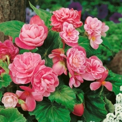 Camellia begonia - rosa-hvitt- stor pakke! - 20 stk