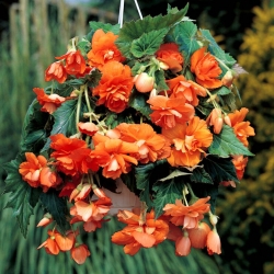 Begonia rastrera - naranja - ¡paquete grande! - 20 piezas
