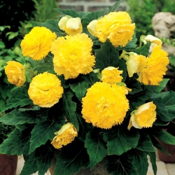 Begonia Fimbriata (con flecos) - amarilla - ¡paquete grande! - 20 piezas