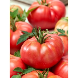 Himbeer-Warzawski-Tomate - eine Feldsorte - 10 Gramm - 