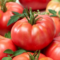 Himbeer-Warzawski-Tomate - eine Feldsorte - 10 Gramm - 