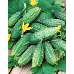 Soplica F1 cucumber -  a productive field variety, highly resistant to diseases - 100 grams