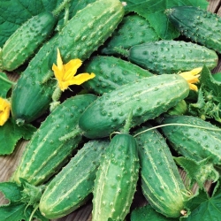 Soplica F1 komkommer - een productief veldras, zeer resistent tegen ziekten - 100 gram - 