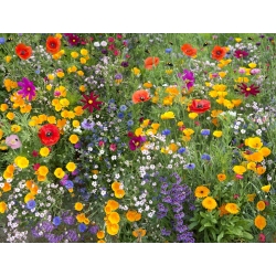 Bee's Universe - een selectie van bloeiende planten - 5 kg - 