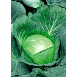 Jasper F1 white head cabbage - a hybrid variety