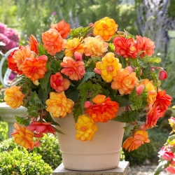 Begônia Golden Balcony - flores em cores quentes - pacote grande! - 20 peças