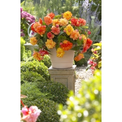 Golden Balcony begonia - blomster i varme farver - stor pakke! - 20 stk.