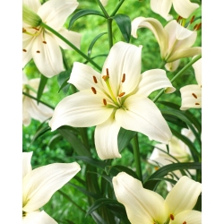 Lily - Bianco Perla - confezione grande! - 10 pezzi