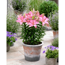 Rozalynn miniature pot lily - large pack! - 10 pcs