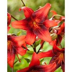 Tiger lily - Strawberry Event - large pack! - 10 pcs