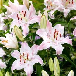 Virtuoso oriental lily - fragrant - large pack! - 10 pcs