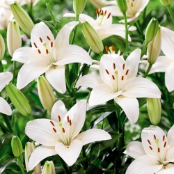 Lily - White County - large pack! - 10 pcs