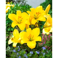 Yellow Planet trumpet lily - large pack! - 10 pcs