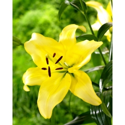 Lily - Yellow Power - large pack! - 10 pcs