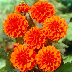 Dahlia - Oranje Nugget - 