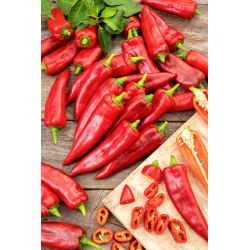 Turbo red hot pepper, for growing in the field