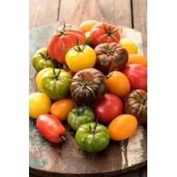 Tomato variety mix for growing in the field