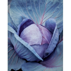 Kvit F1 red head cabbage  - 2500 seeds - professional seeds for everyone