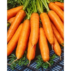 Морков Marion F1 - 25 000 калибрирани семена (1,8 до 2,0) - професионални семена за всеки - 