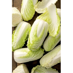 Pacifiko F1 BIO napa cabbage - early variety - certified organic seeds