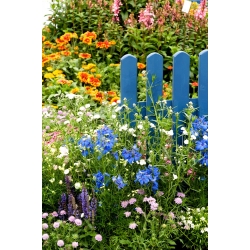 Long Life Meadow - a long-lived, durable flower meadow - 100 g