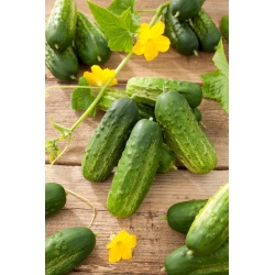 Liberty F1 cucumber - a very early variety