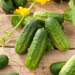 Liberty F1 cucumber - a very early variety