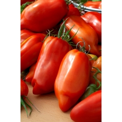 Hugo-Tomate - eine mittelfrühe, pfefferförmige Sorte für den Anbau im Gewächshaus - 
