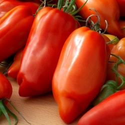 Hugo tomato - a medium early, pepper-shaped variety for growing in greenhouse