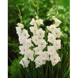 Gladiolus White Prosperity - ¡paquete grande! - 50 pcs