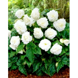 Non Stop begonia - white - large package! - 20 pcs