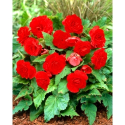 Non Stop begonia - red - large package! - 20 pcs