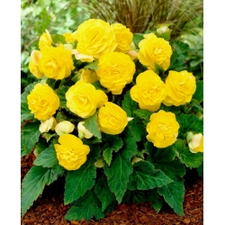 Non Stop begonia - yellow - large package! - 20 pcs