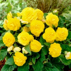 Non Stop begonia - yellow - large package! - 20 pcs