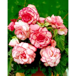 Bouton de Rose begonia - rosa y blanco - ¡paquete grande! - 20 piezas