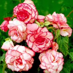 Bouton de Rose begonia - roze-wit - 2 stuks - 