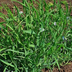 Grass pea for seeds - 1 kg; cicerchia, blue sweet pea, chickling pea, chickling vetch, Indian pea, white pea, white vetch