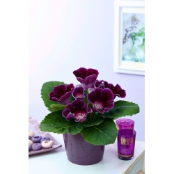 Violacea purple gloxinia (Sinningia speciosa) - 