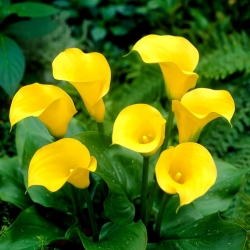 Florex Gold calla lily - bulbo XXL; lirio de aro, Zantedeschia - 