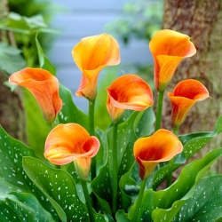 Hot Shot calla lily - XXL bulb; arum lily, Zantedeschia