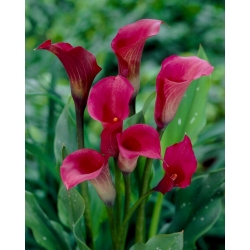 Mørk pink arumslilje - XXL løg; calla lily, Zantedeschia - stor pakke! - 10 stk.