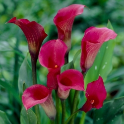 Arum rose fonce - bulbe XXL ; calla lily, Zantedeschia - grand paquet ! - 10 pieces