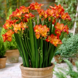 Orange single-flowered freesia - large package! - 100 pcs