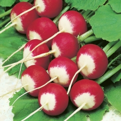 Tetra Iłówiecka radish - savoury, juicy roots - 100 grams