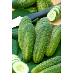 Alice F1 cucumber - a field, productive, bitter-free variety