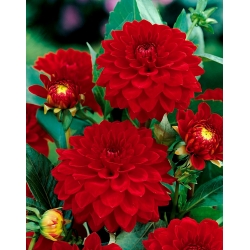 Red dahlia - Dahlia Red - XL pack! - 50 pcs