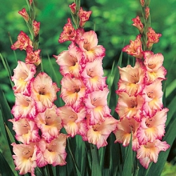Gladiolus Priscilla - XL pakke! - 250 stk - 