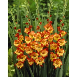 Gladiolus Princess Margaret Rose - XL-pakke! - 250 stk - 