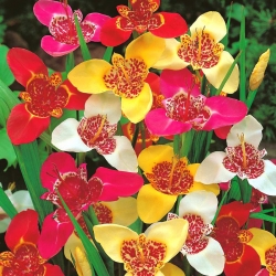 Floare de păun - selecție de culori - pachet XL! - 500 buc; floare de tigru, floare de scoici - 