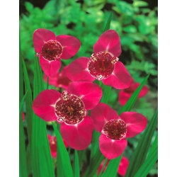 Flor de pavão rosa - pacote grande! - 100 pcs; flor de tigre, flor de concha - 